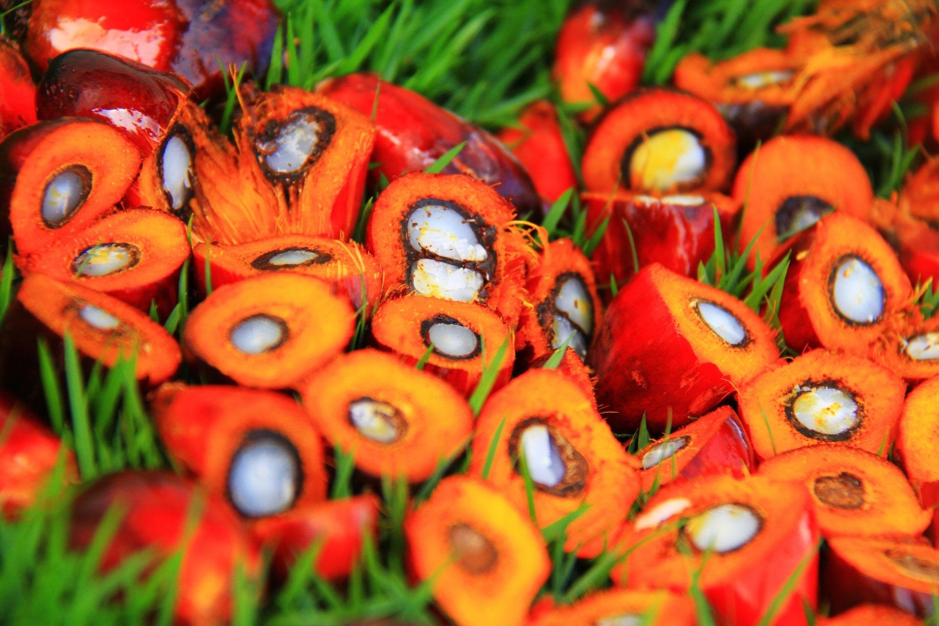 Slices of palm fruit on the grass.