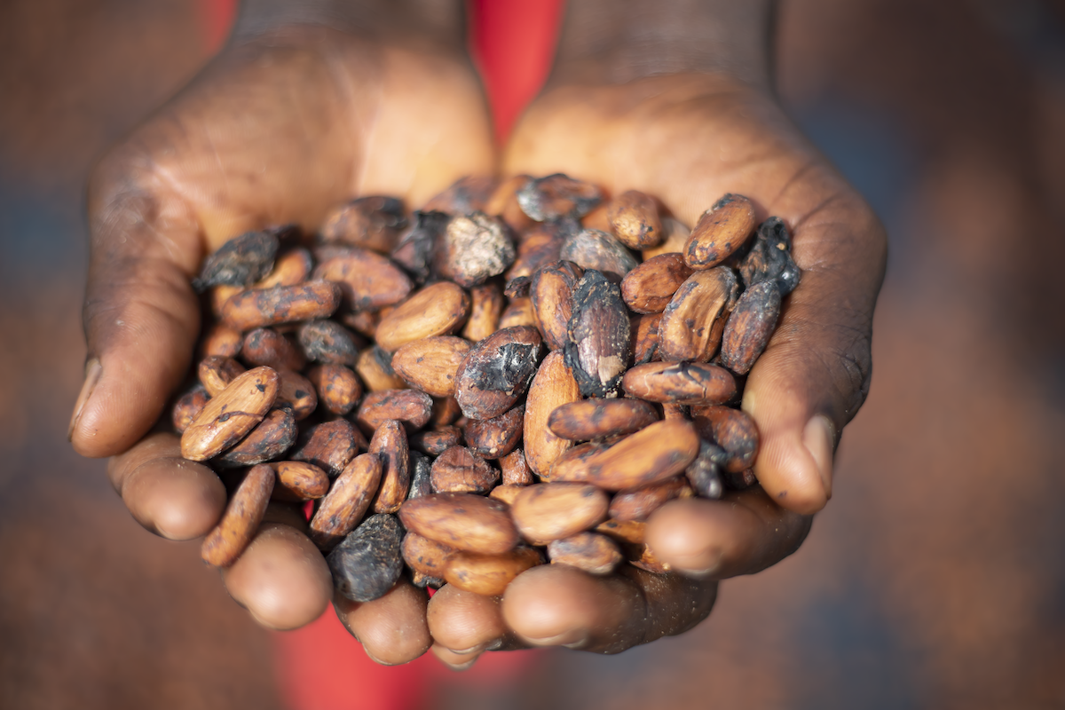 Hands holding cocoa beans
