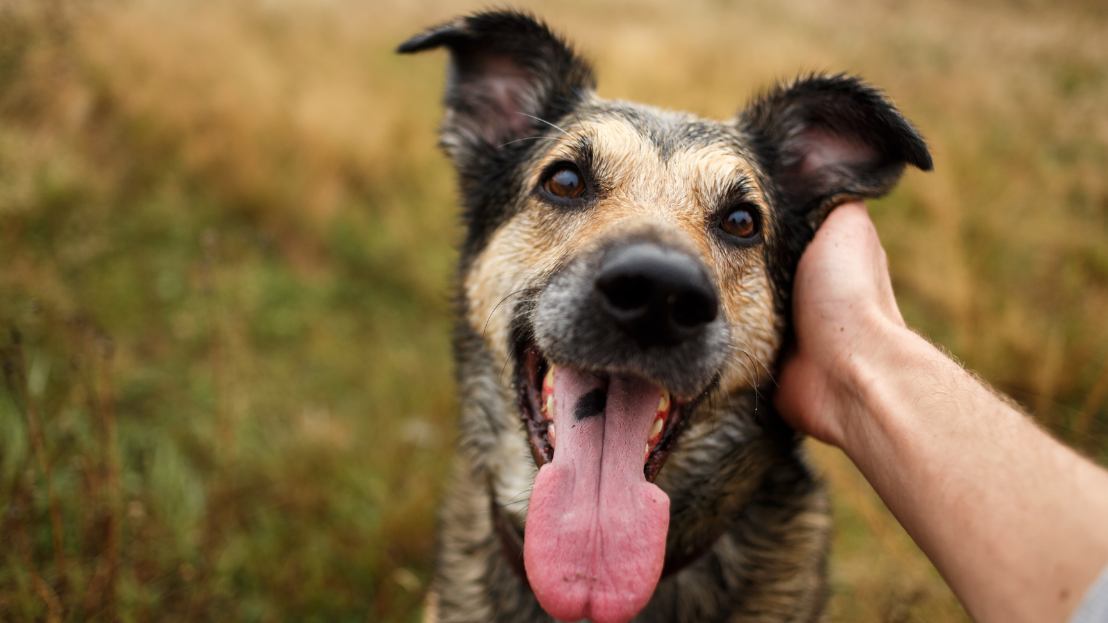 Dog being pet by a human