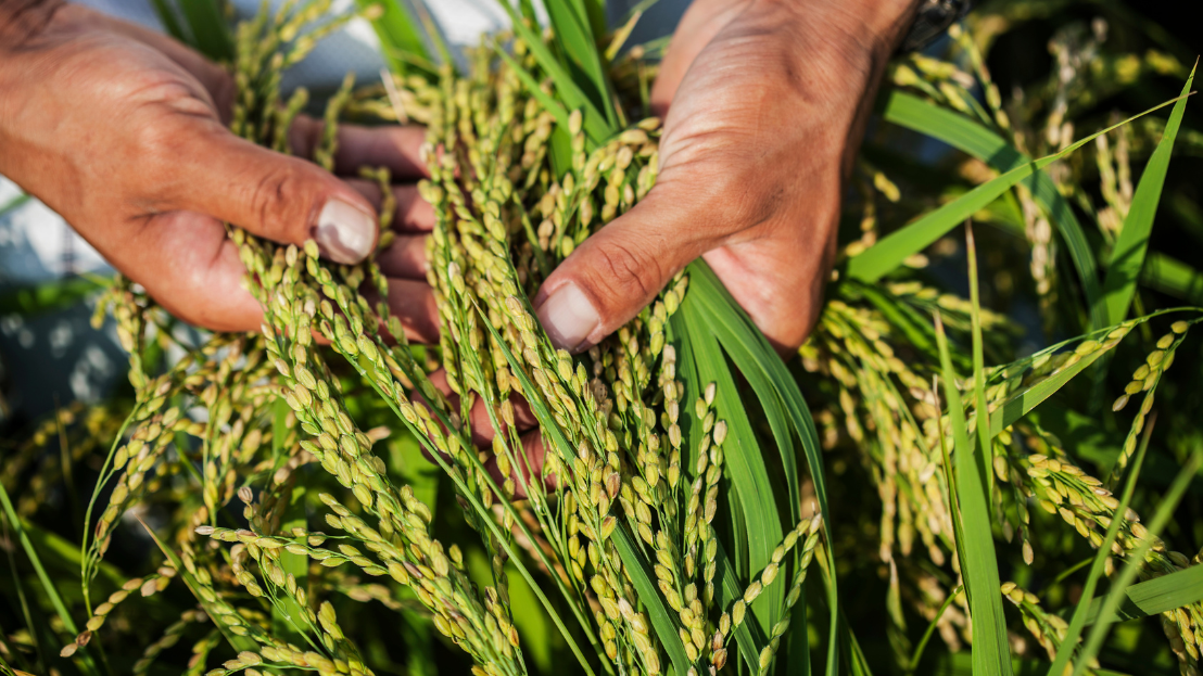 Hands holding crops 