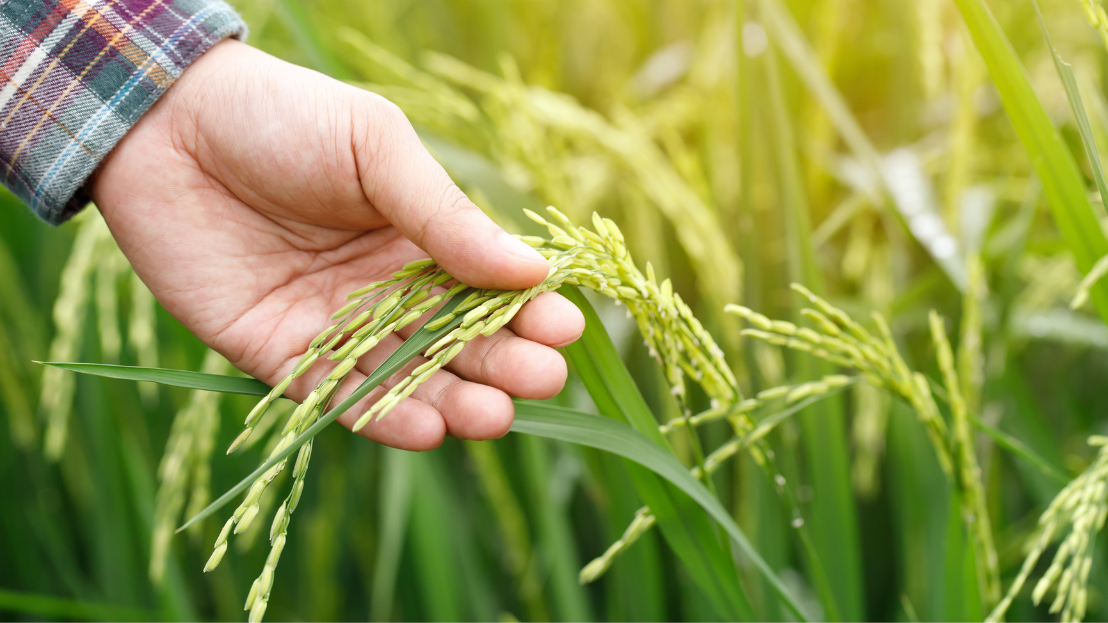 Sustainable rice farming