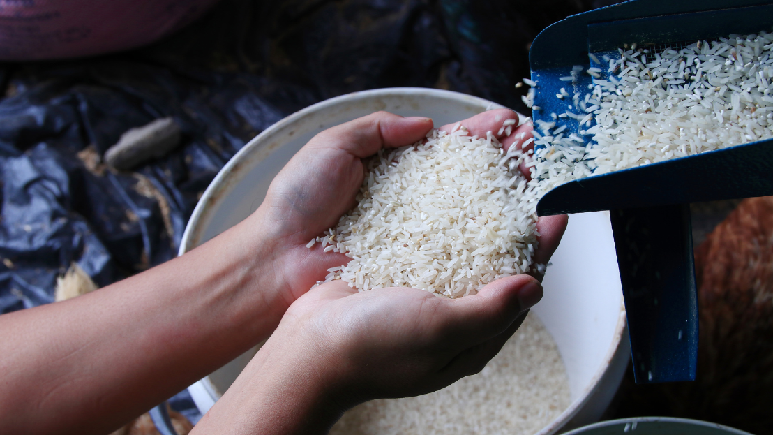 Hands holding grains of rice 