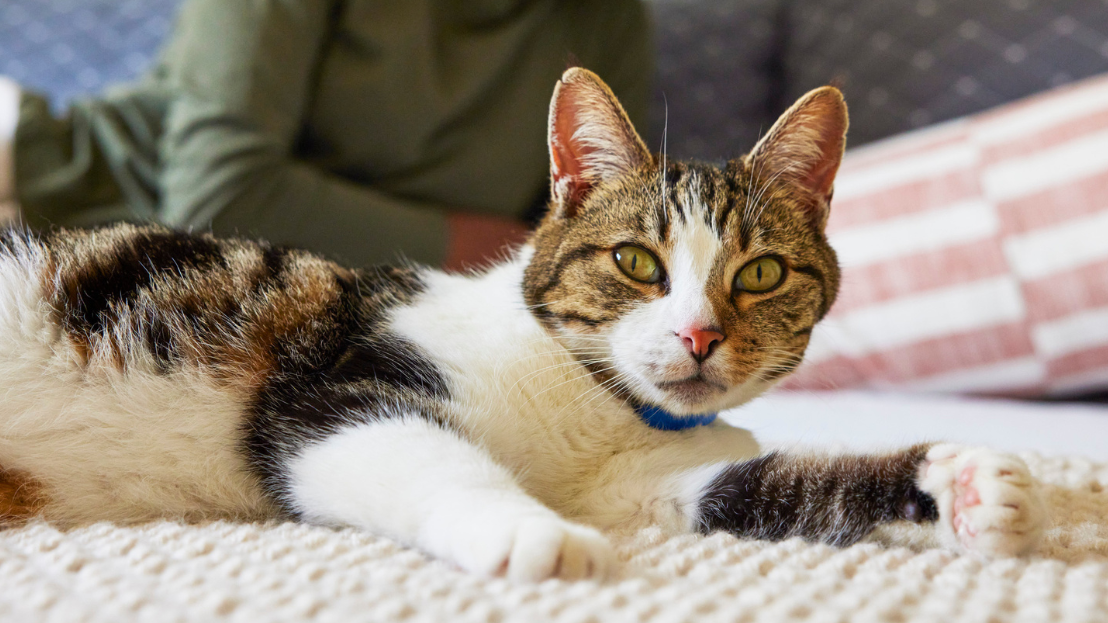 Cat lounging on a bed