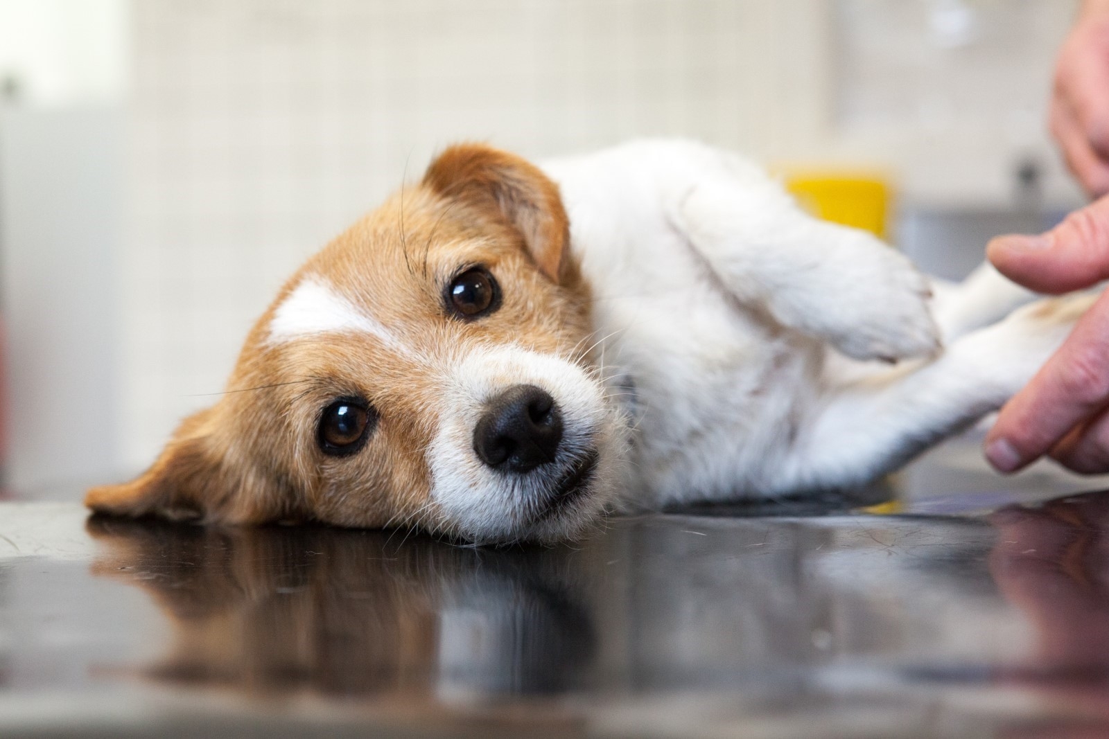 A dog at the vet