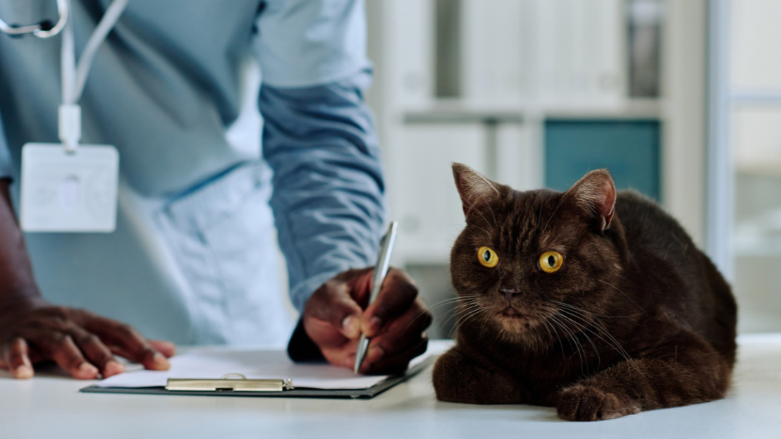 A veterinarian writing on a clipboard next to a black cat
