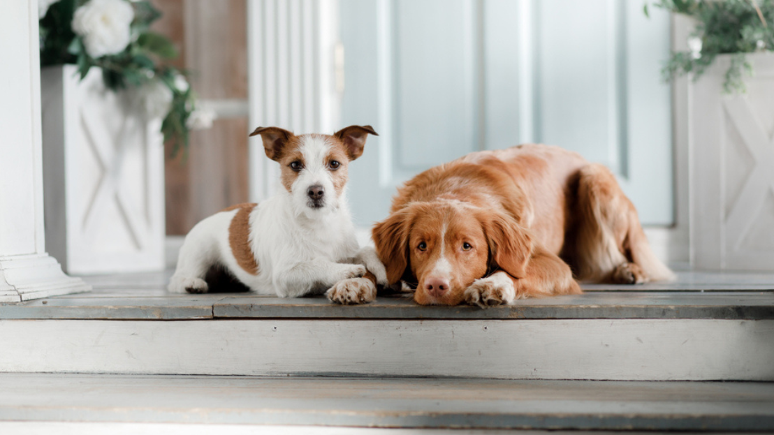 Two dogs sitting on a porch
