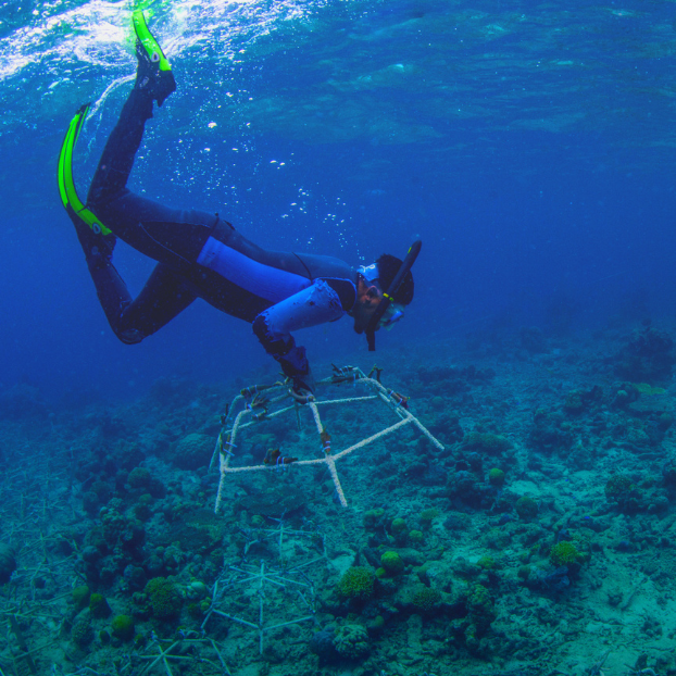 A diver underwater with a reef star