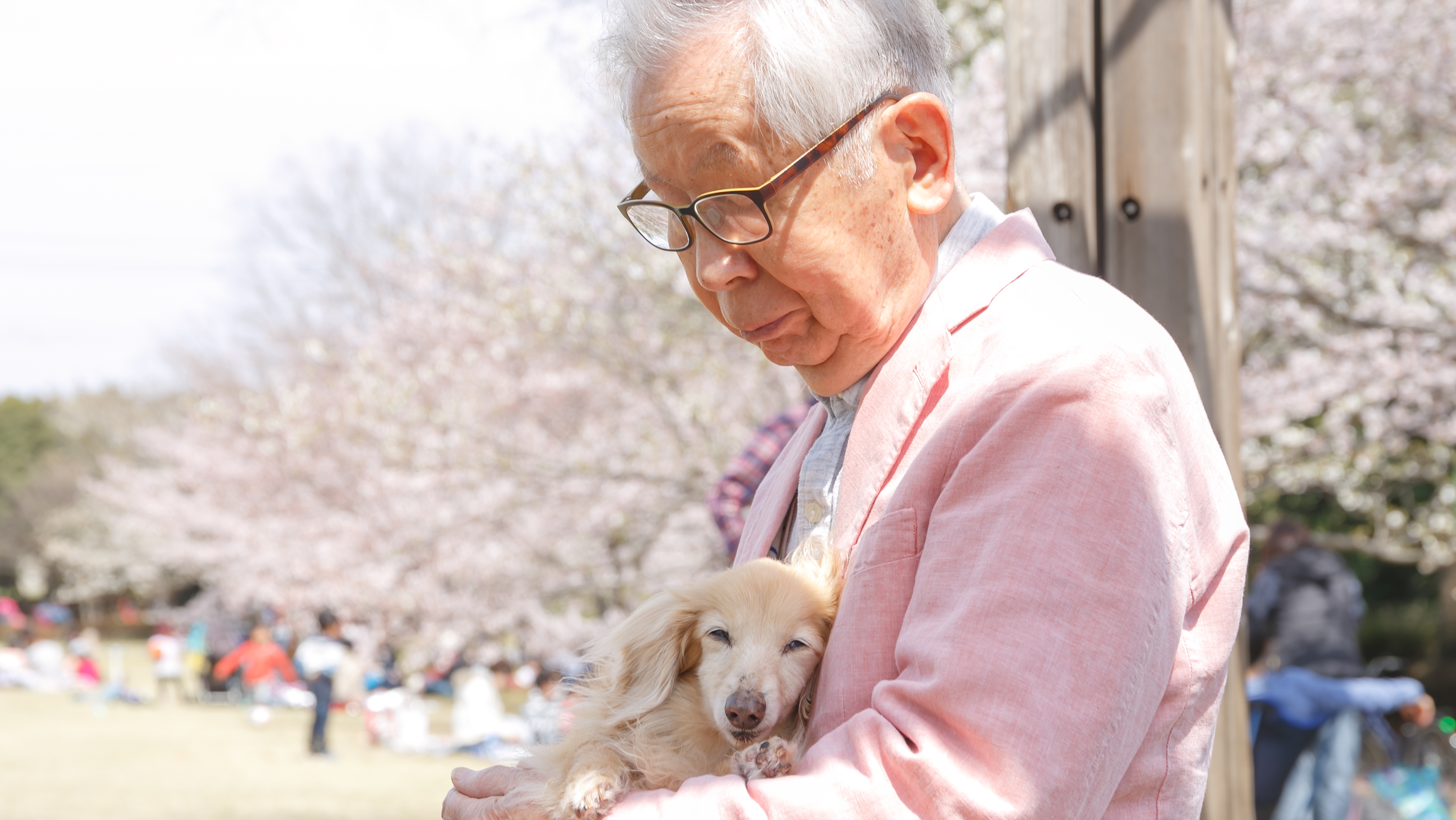 An older man in a pink coat, holding a blonde Daschund
