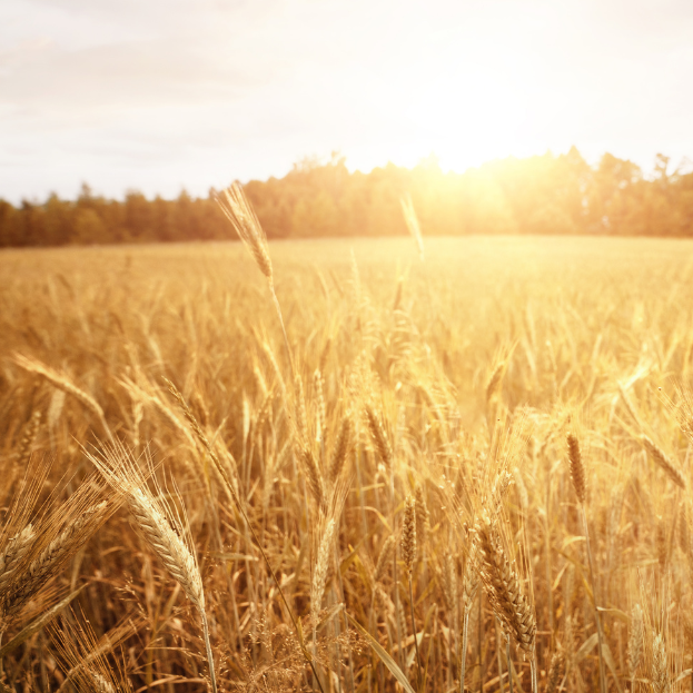 Partial shot of a farmer walking in a field during sunrise