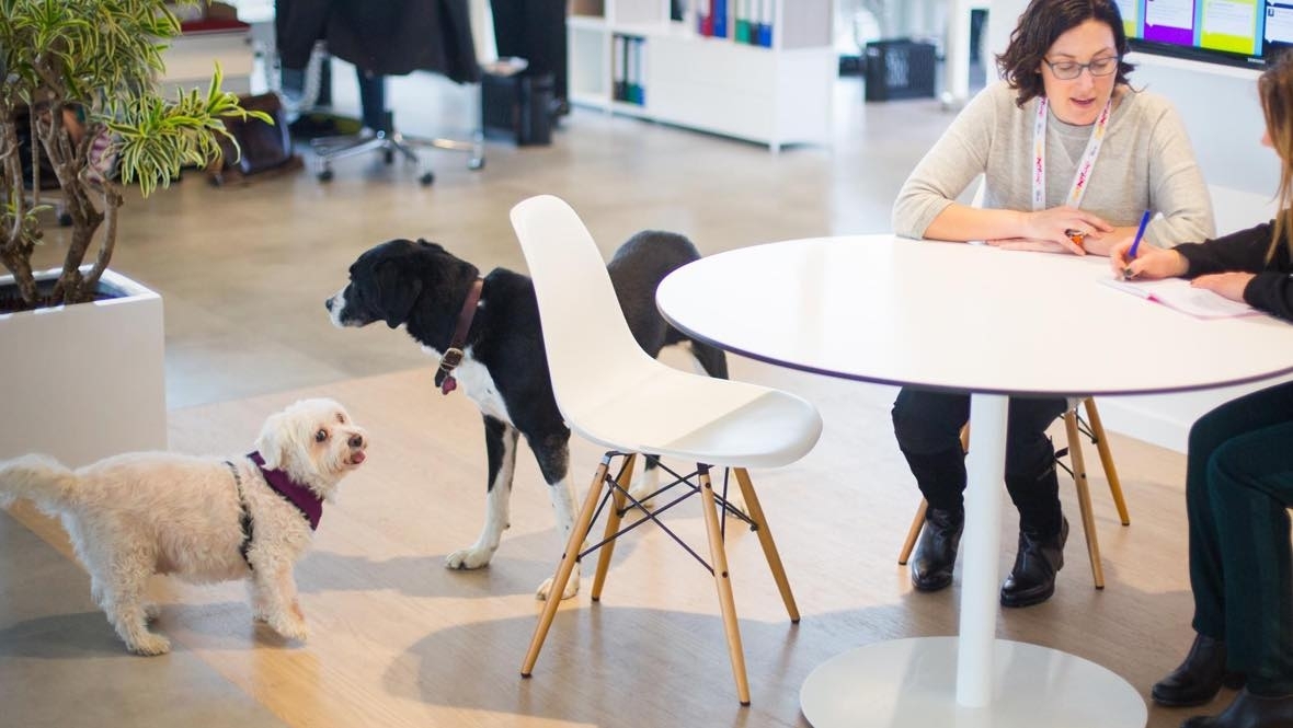 10 Years of Pet-Friendly Offices