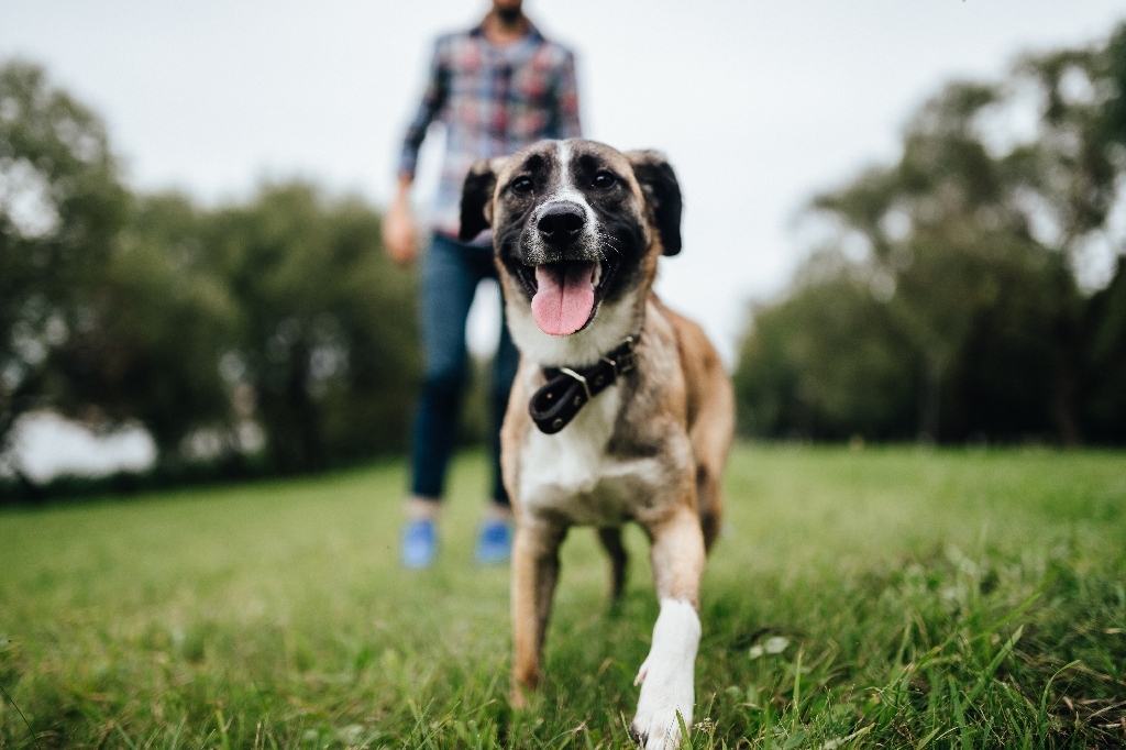 dierenlot en pedigree schieten asielen te hulp