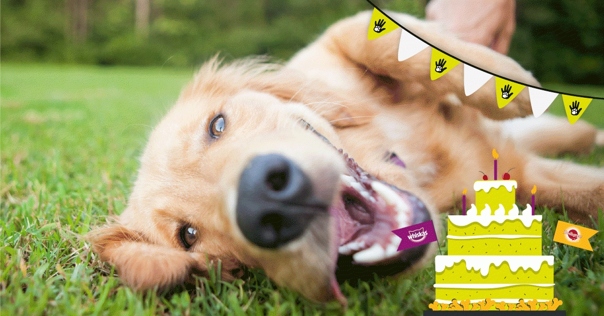 vier een dier met de dierenbescherming en mars petcare