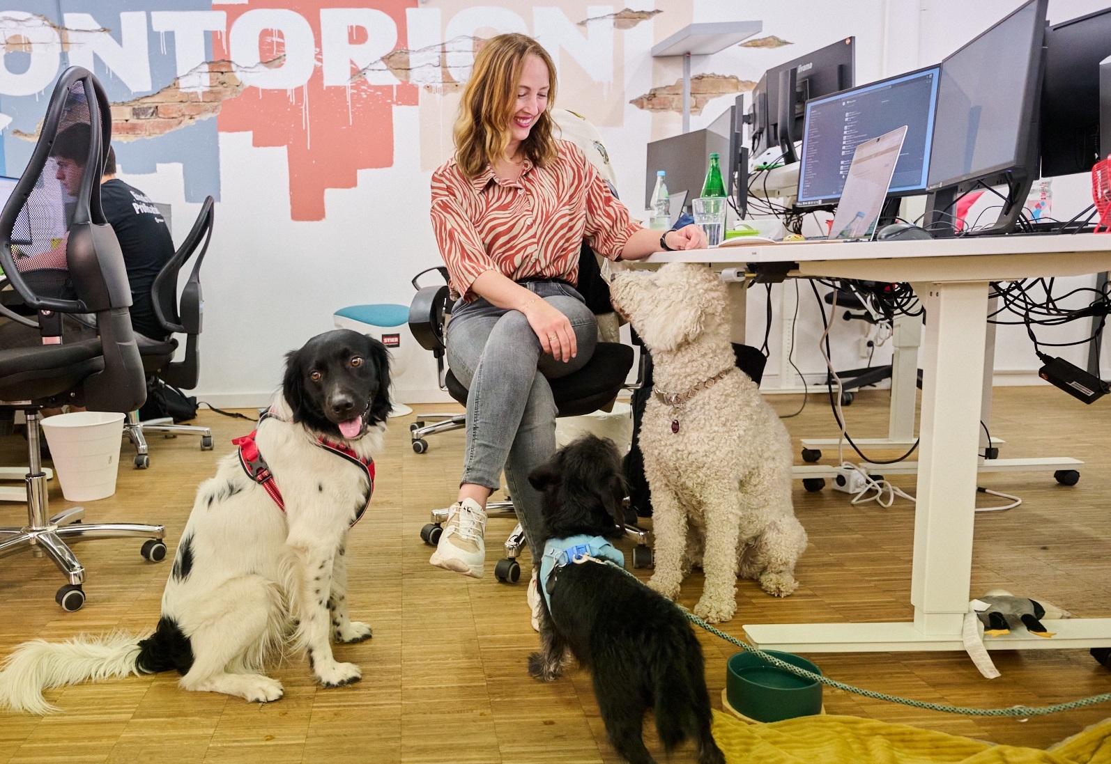 Kollege Hund 2025 Deutscher Tierschutzbund Contorion STIER