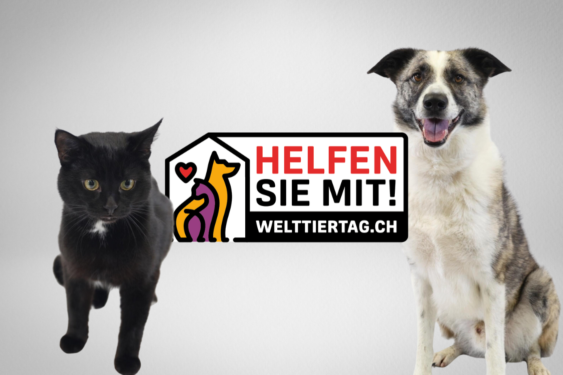 Tierische Love-Stories