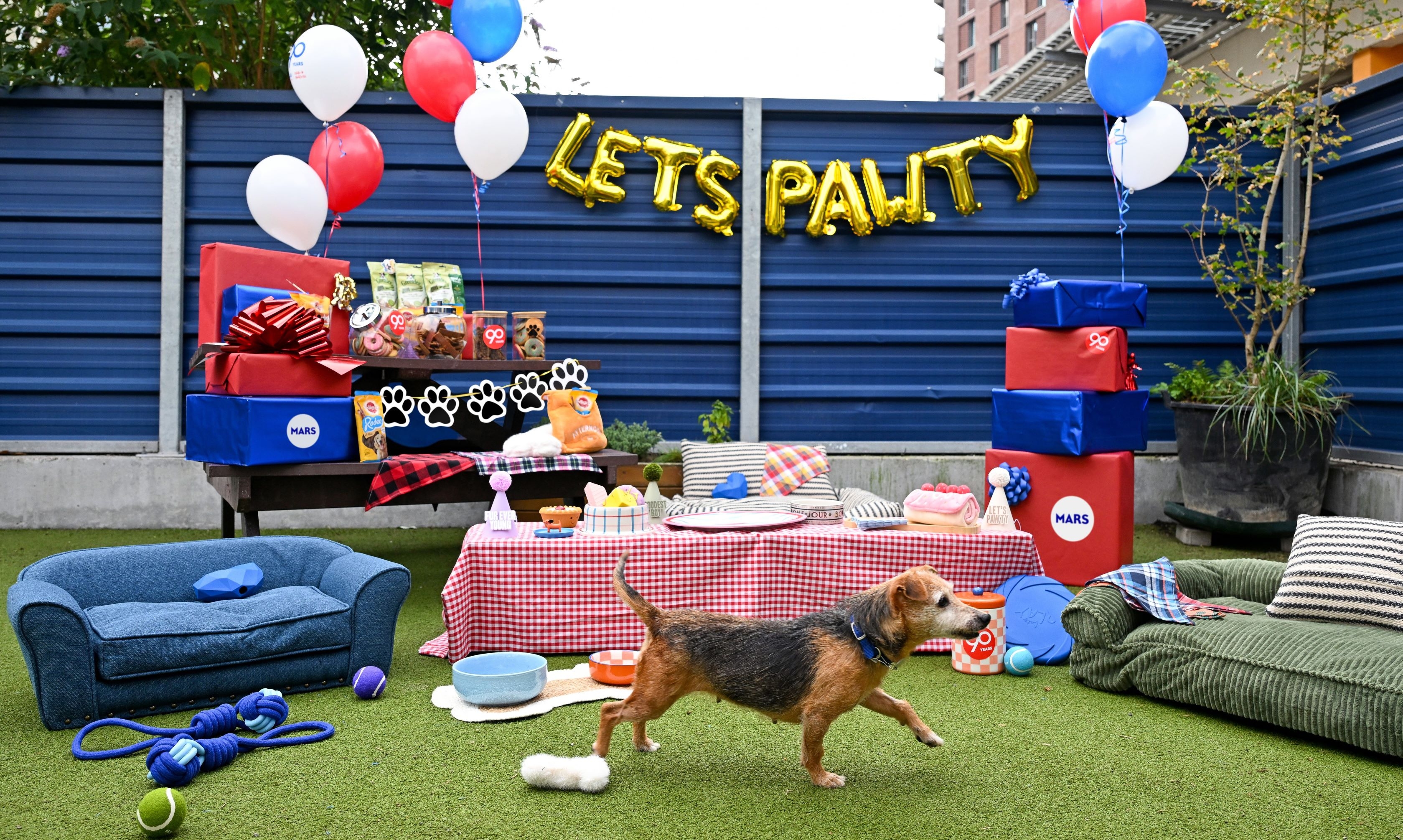 Battersea’s 9-year-old Jack Russell Terrier, celebrates DOGust with decorations, treats, friends, tail wags