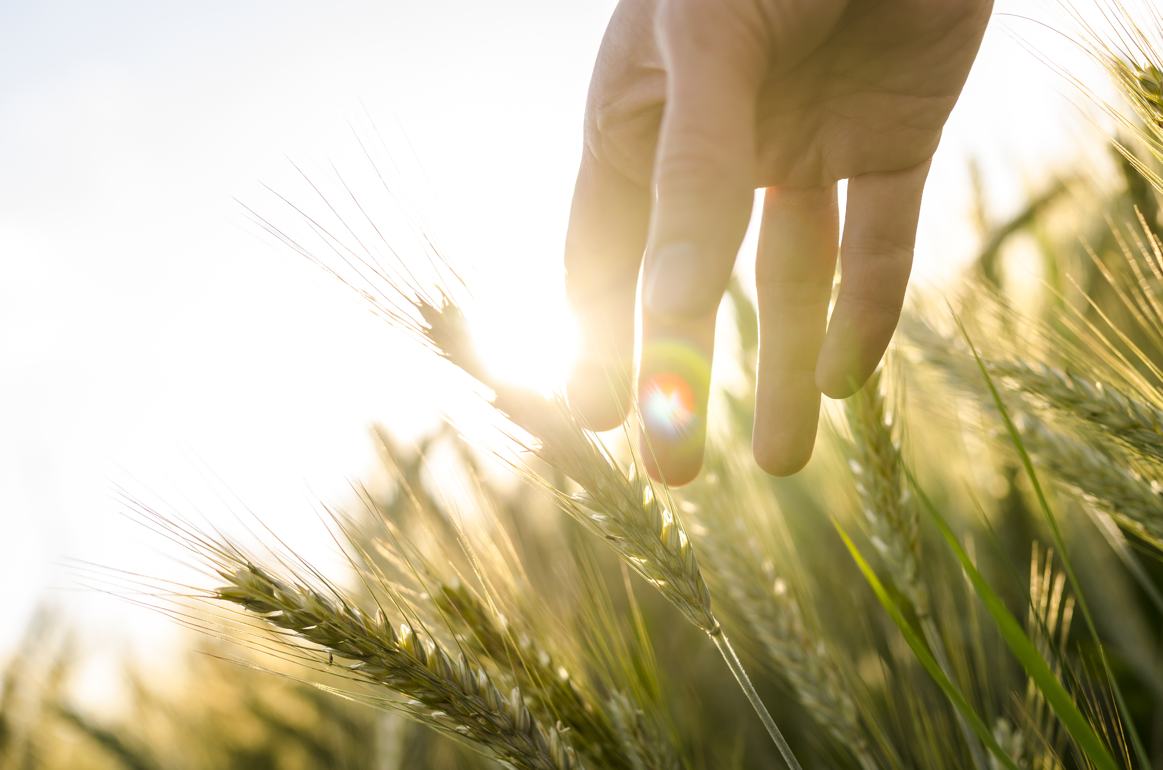 Farmer hand touches heads of wheat plants getty