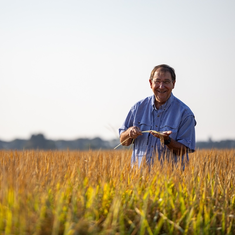 Rice farmer in the field