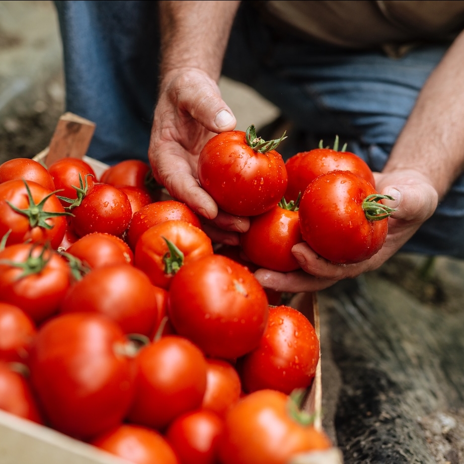 Farmer with tomato crate