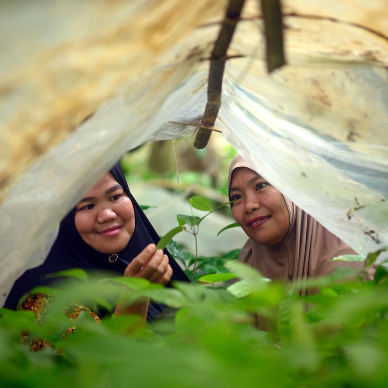 Cocoa farmers Syarini and Salma check cocoa tree seedlings