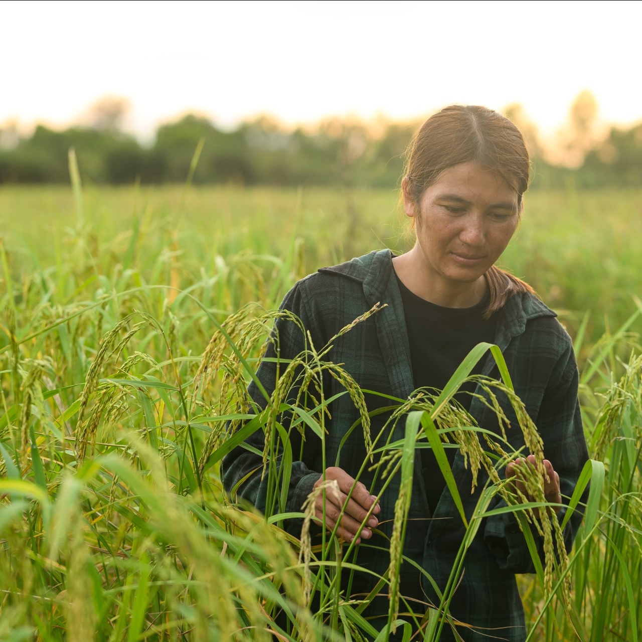 A female rice farmer in the field 