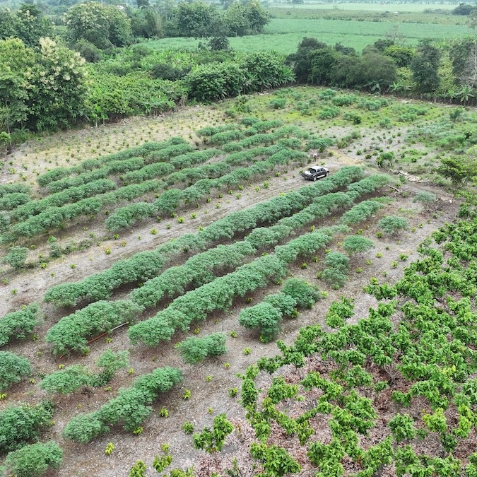 Cocoa farm in Ecuador