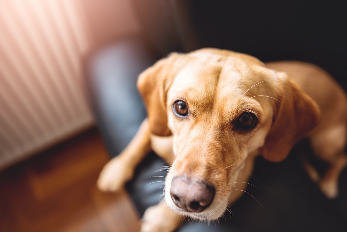 A dog sitting on a person's lap