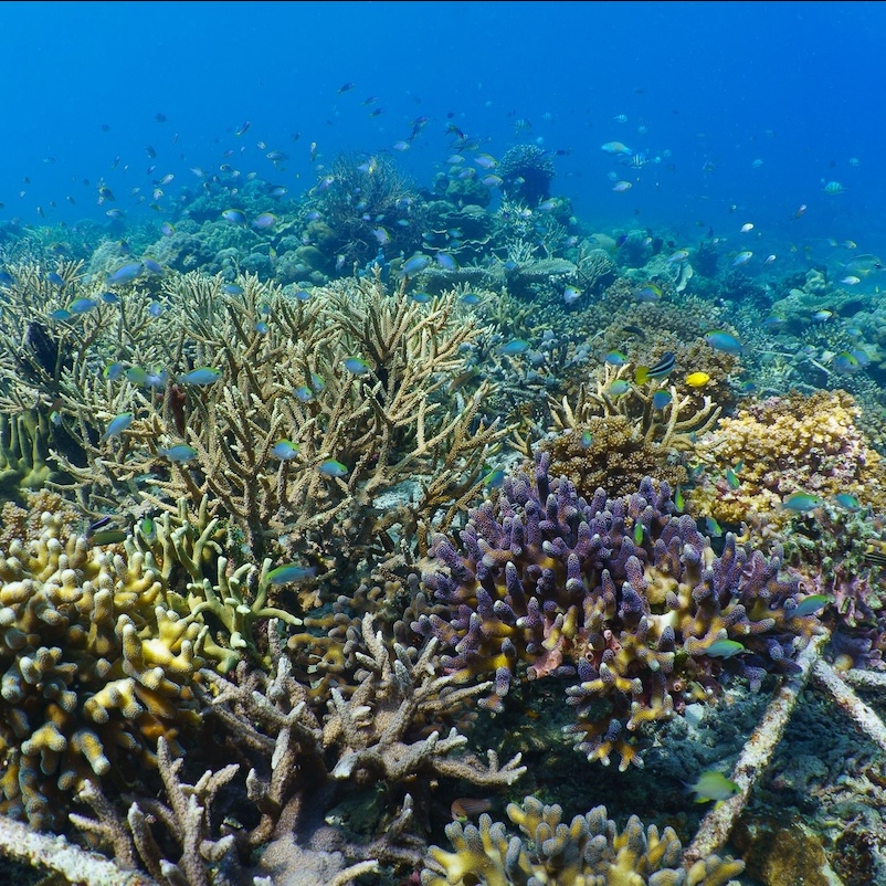 A coral reef.