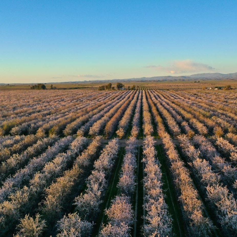 Aerial shot of an almond orchard.