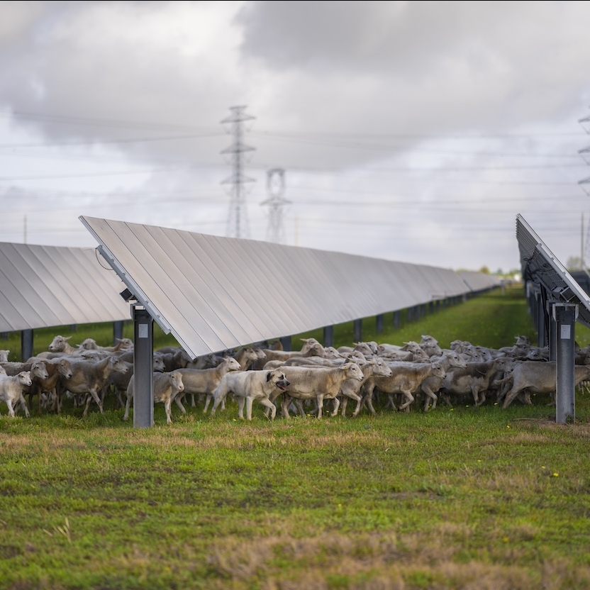 A herd of sheep walking under solar panels in a field.