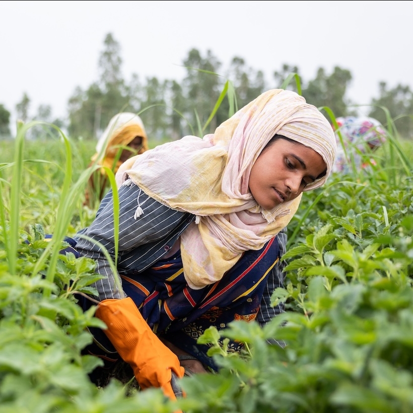 Indian mint farmers in the field.