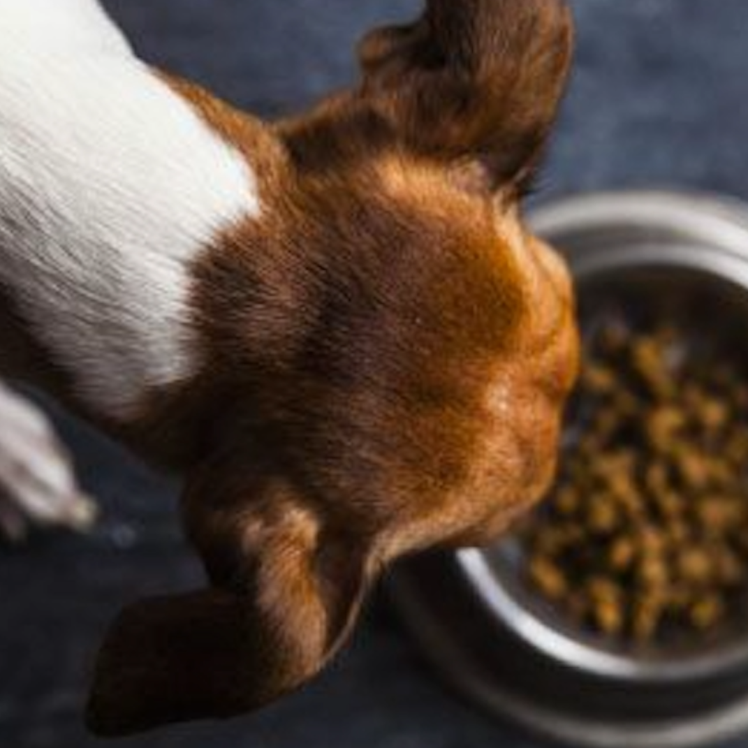 A dog eating kibble from a bowl.