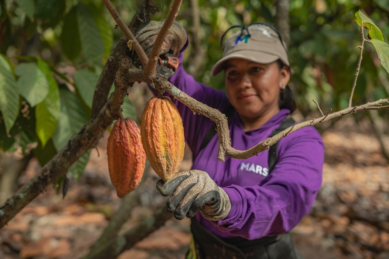 A cocoa farmer tends to a cacao tree. 