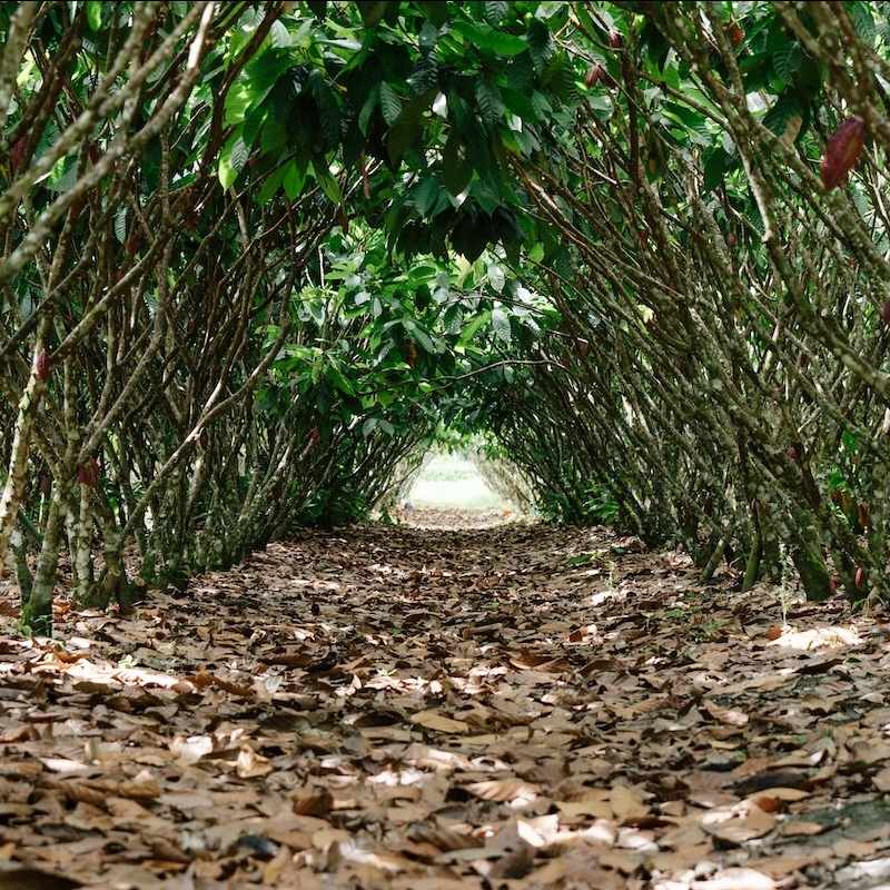 Cacao trees form a shady canopy. 