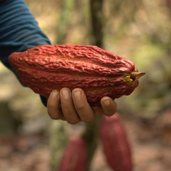 cocoa bean