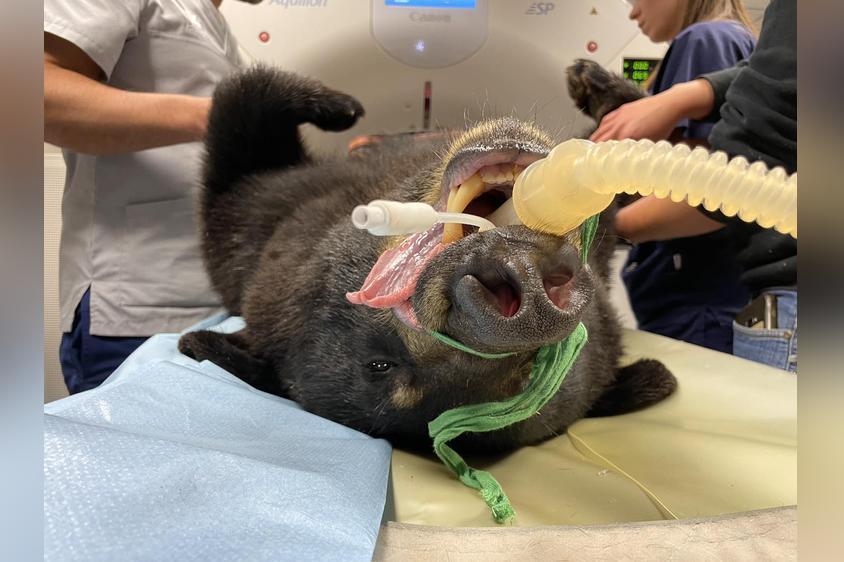 Bear at the vet