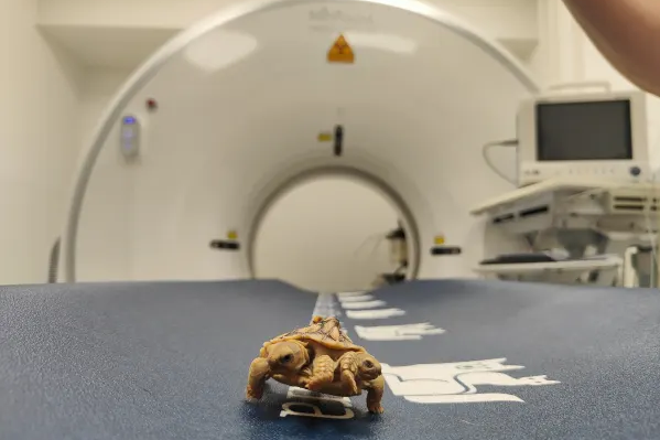Sorte the turtle at the vet