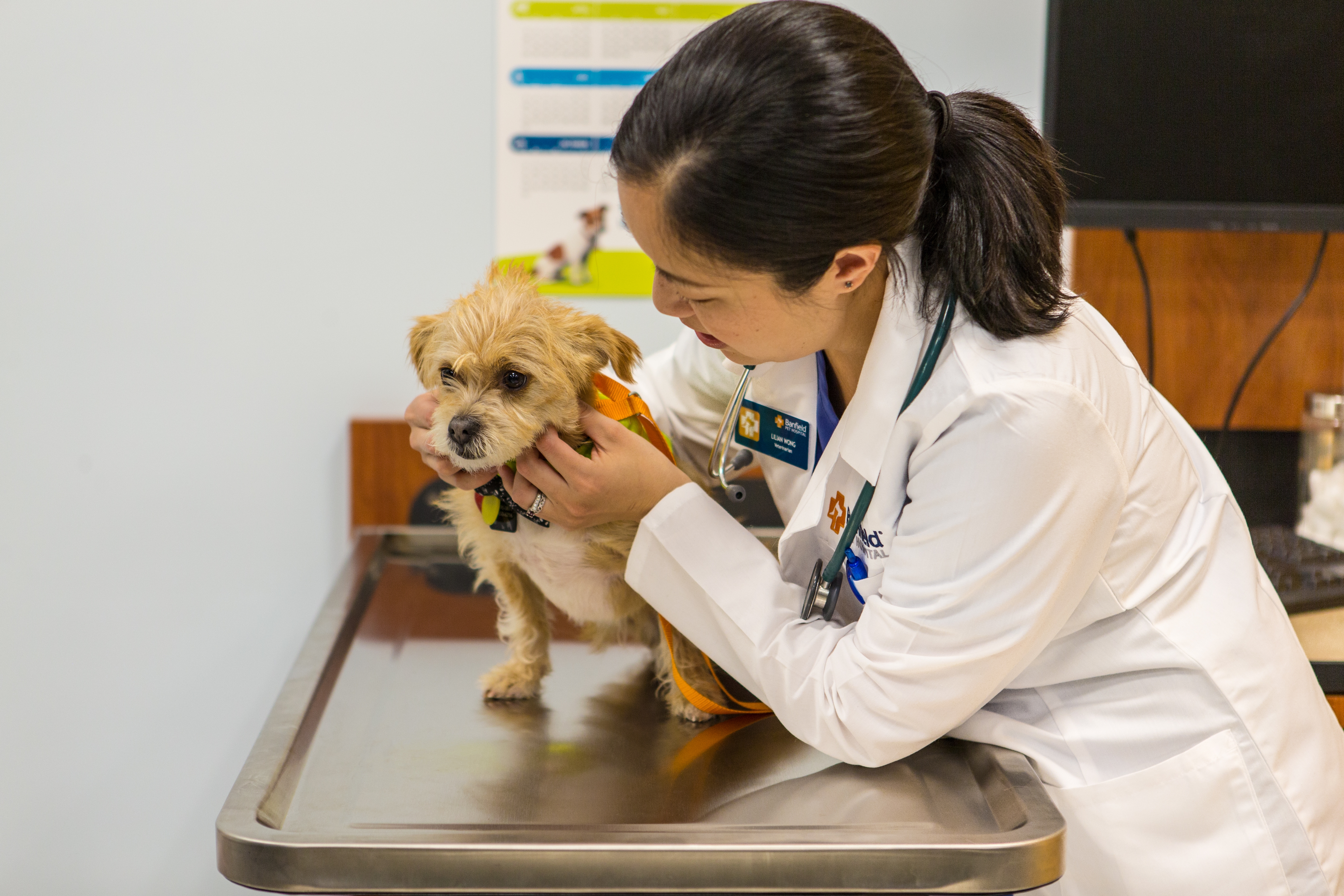 Sustainability vet services vet and dog
