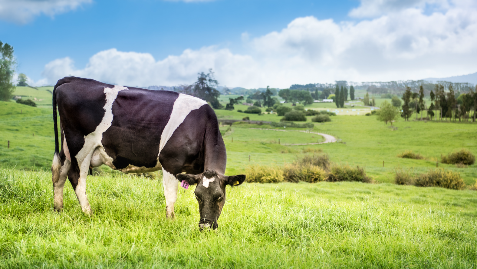 Cow grazing in field