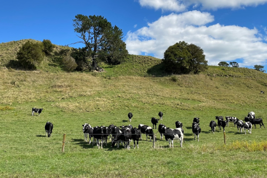 Cows in a field