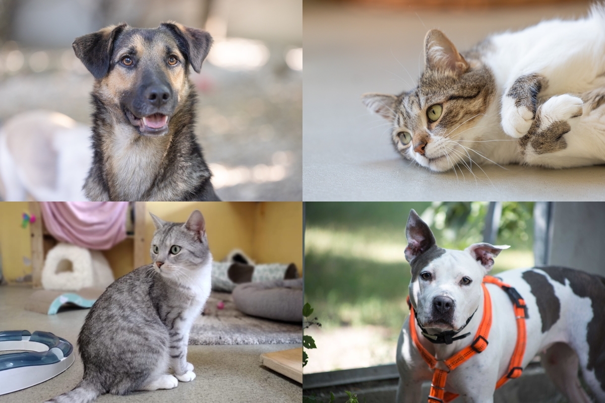 Hunde Katzen-TSA