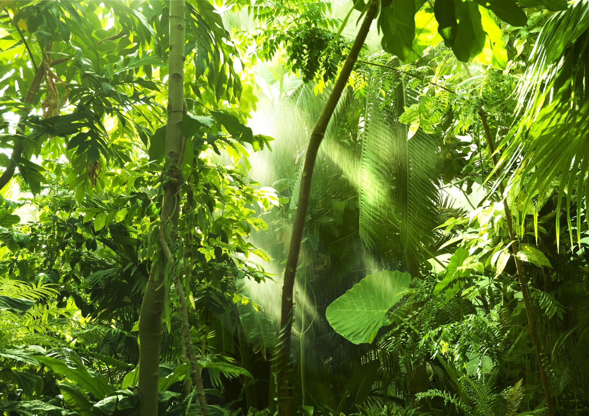 Palm Oil Forest