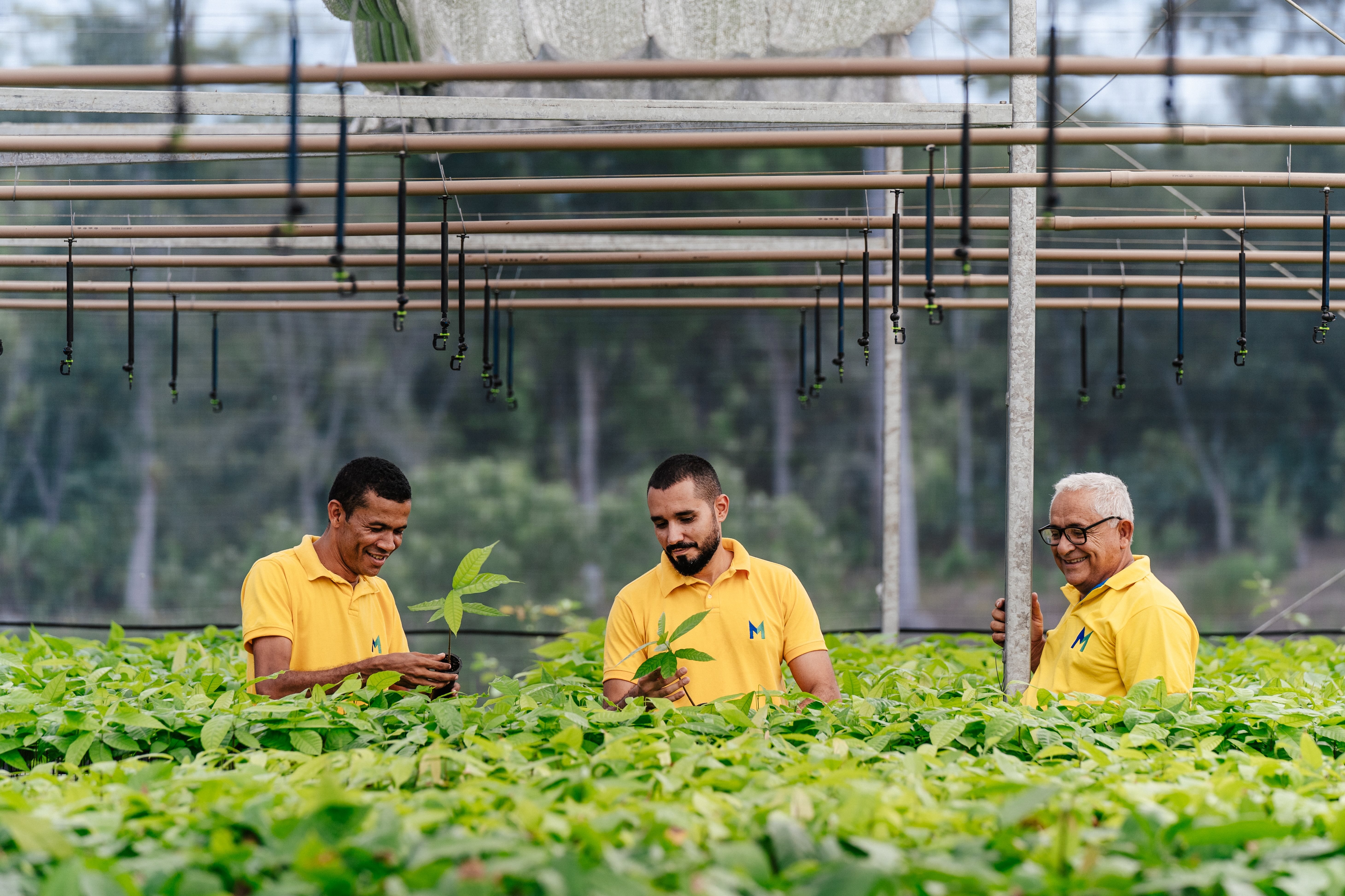 Mars Associates in cocoa field