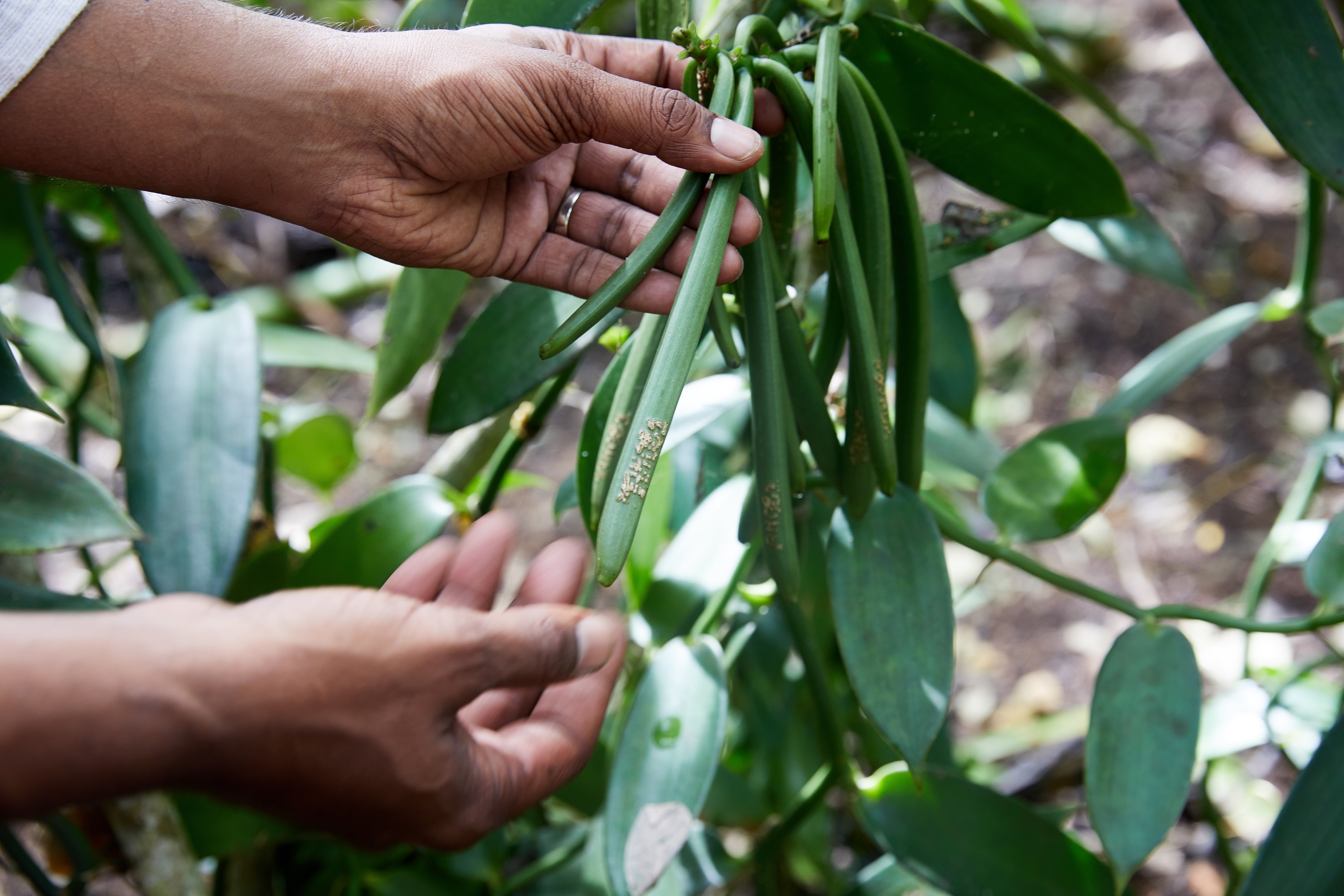 Hands holding vanilla pods in farm
