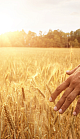 Partial shot of a farmer walking in a field during sunrise