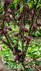 Cacao trees