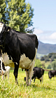 Cows in a field