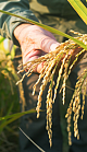 Close up of farmer holding a rice crop