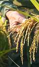Close up of farmer holding a rice crop