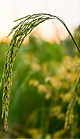 Rice crop growing in a field
