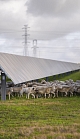 A herd of sheep walking under solar panels in a field.
